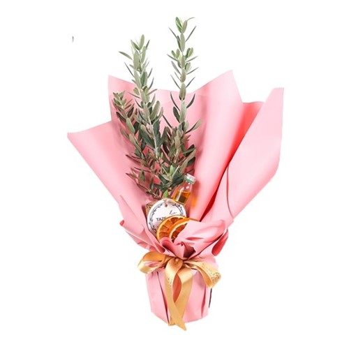 Olive Melody Zeytin Ağacı 30cm