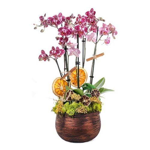 Opulent Orchid