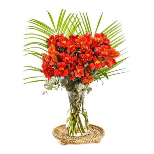 Orange Astomerya