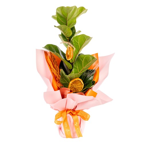 Orange Bloom Ficus Lyrata