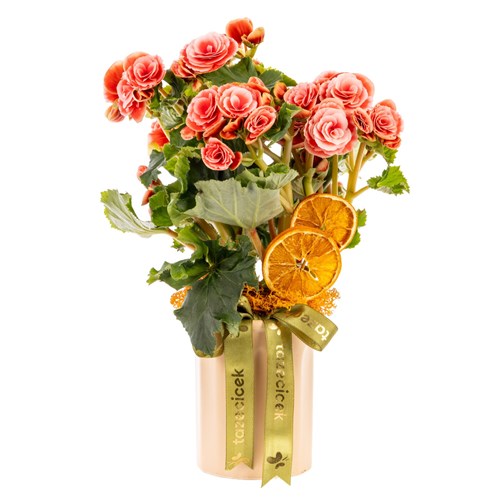 Orange Blush Begonya Bitkisi