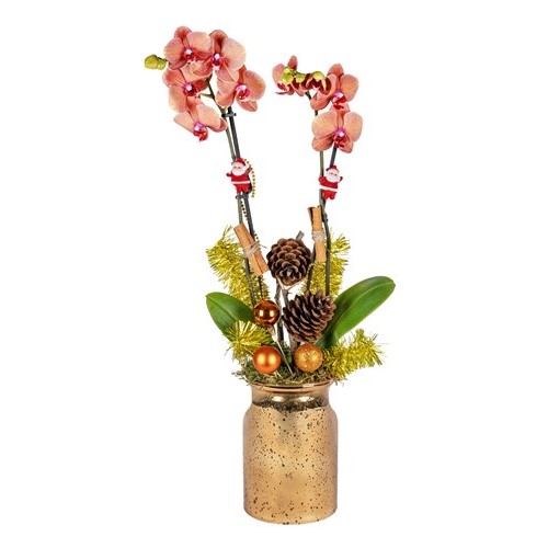 Orange Christmas Orchid
