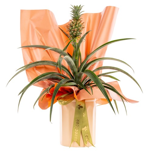 Orange Delight Ananas Bitkisi