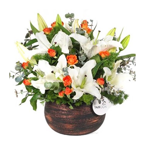 Orange Lily Melody