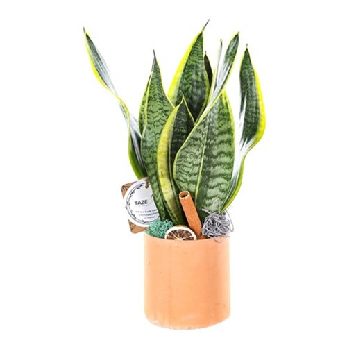 Orange Marble Sanseveria Bitkisi