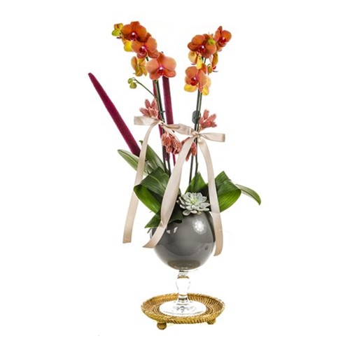 Orange Orchid İn Gray Tone