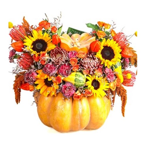 Orange Pumpkin Live