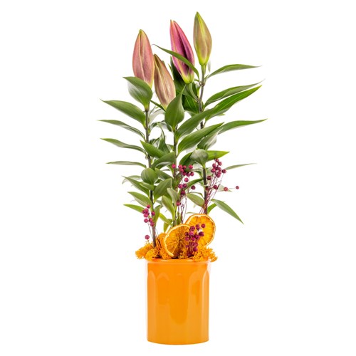 Orange Shine Lilyum Bitkisi