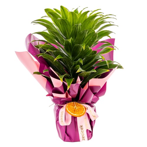Orange Spirit Dracena Bitkisi