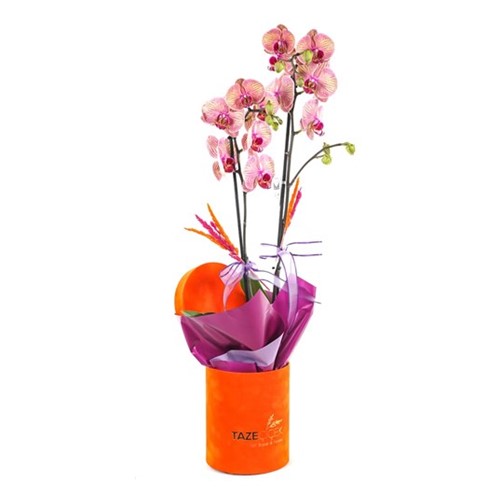 Orchid Gift Box
