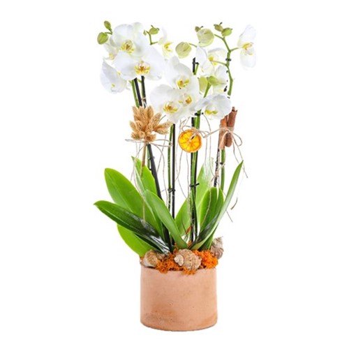 Orchid Sensation