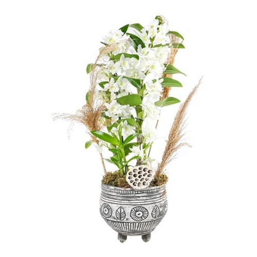 Pampas Of Dendrobium