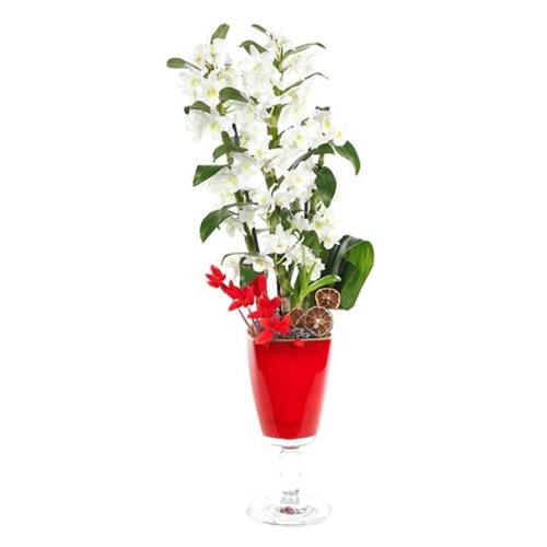 Passionate Dendrobium