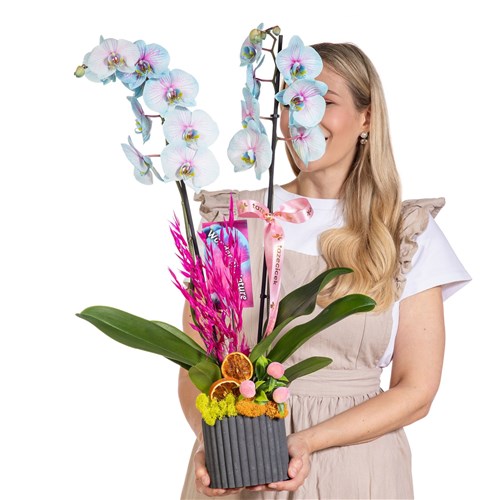 Pastel Joy Renkli Orkide