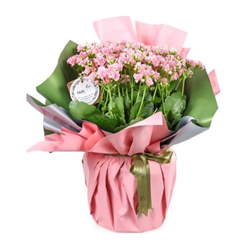 Pastel Pink Büyük Kalanşo Bitkisi