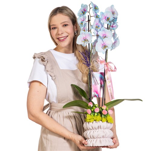 Pastel Pirouette Renkli Orkide
