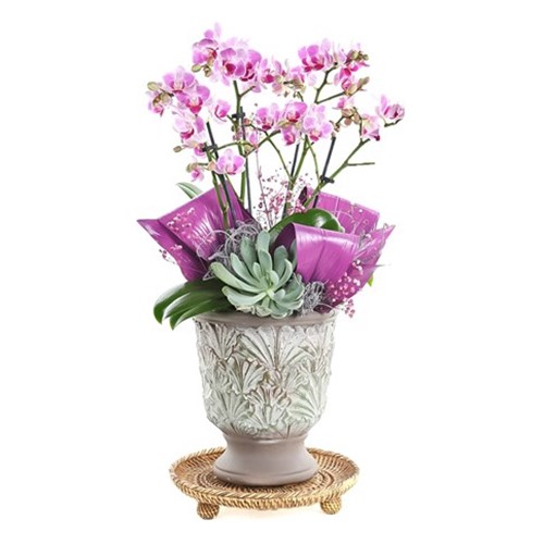 Patterned Purple Orchid