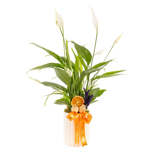 Peaceful Bloom Spathiphyllum