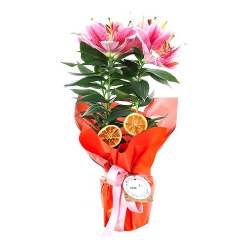 Pembe Kokulu Lilyum Çiçeği