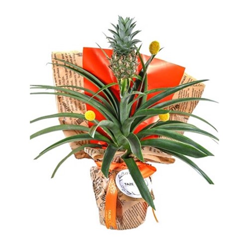 Pineapple Oasis Ananas Bitkisi