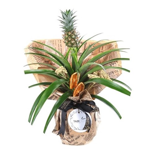 Pineapple Paradise Ananas Bitkisi