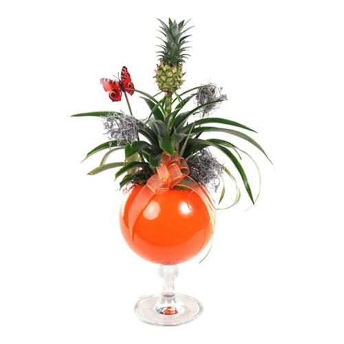 Pineapple Plant