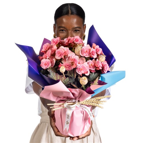 Pink+Bloom+Harmony+Begonya