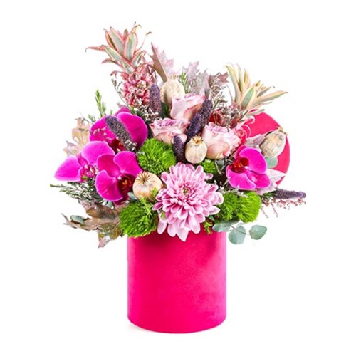Pink Box Orchid Detail