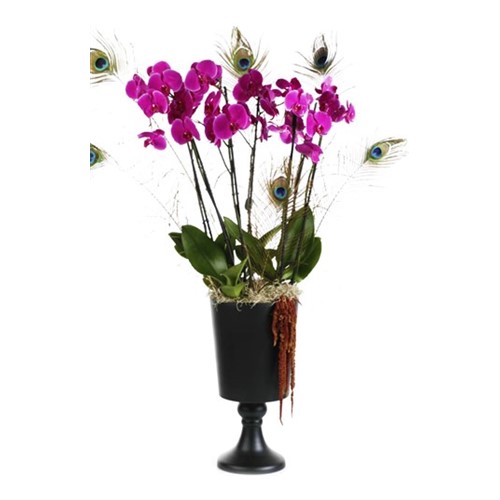 Pink Bubbles: Orchid and Bigger