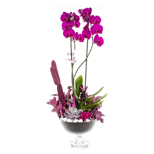 Pink Orchid Garden Lovers