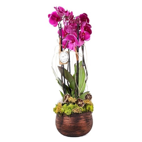 Pink Phalaenopsis Orchids