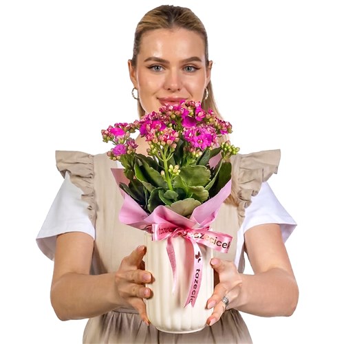 Pink Whisper Kalanşo Sukulent