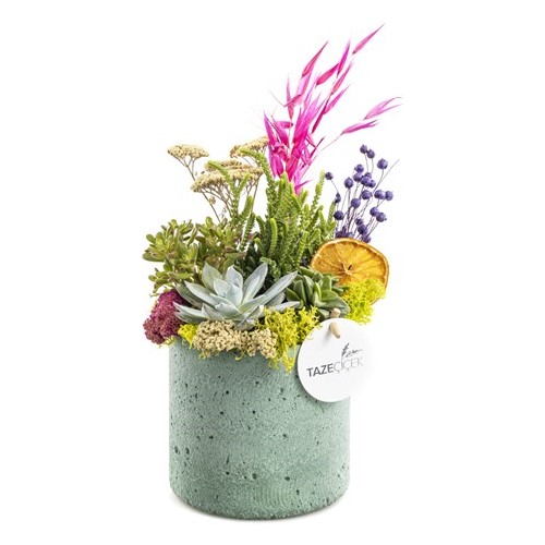 Plant Garden Saksı Çiçeği