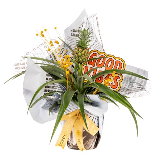Positive Twist Ananas Bitkisi