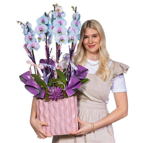 Premium Blue Orchid Mavi Orkide