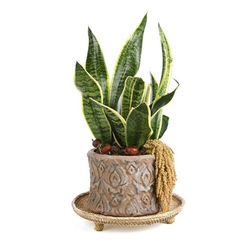 Premium Snake Plant