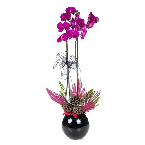 Princess Pink Orchid