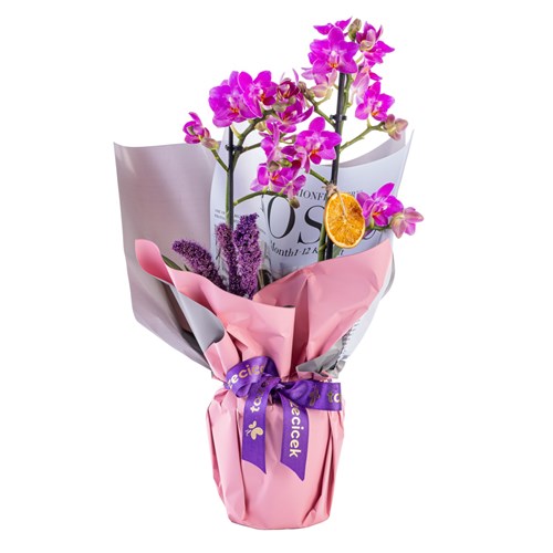 Purple Dream Midi Orkide