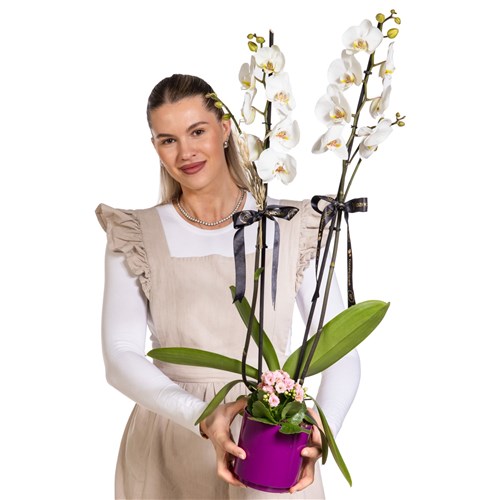 Purple Elegance Beyaz Orkide Aranjmanı