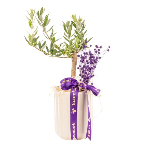 Purple Harmony Zeytin Ağacı