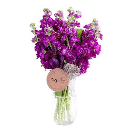 Purple Mis Kokulu Şebboylar