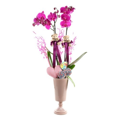 Purple Nice Orchid