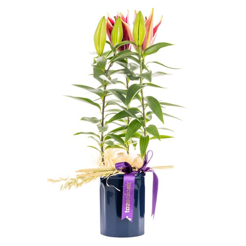 Purple Ribbon Lilyum Bitkisi