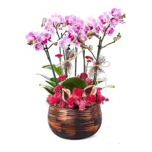 Purple Smoky Orkide