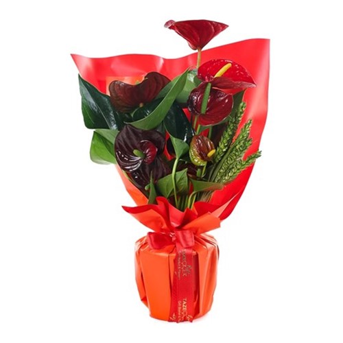 Red Anthurium Çiçeği