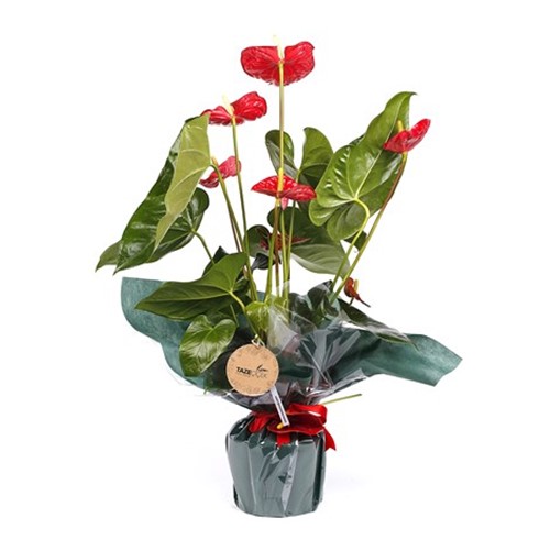 Red Anthurium Çiçeği
