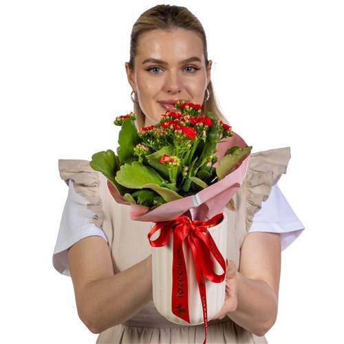 Red Charm Kalanşo Sukulent
