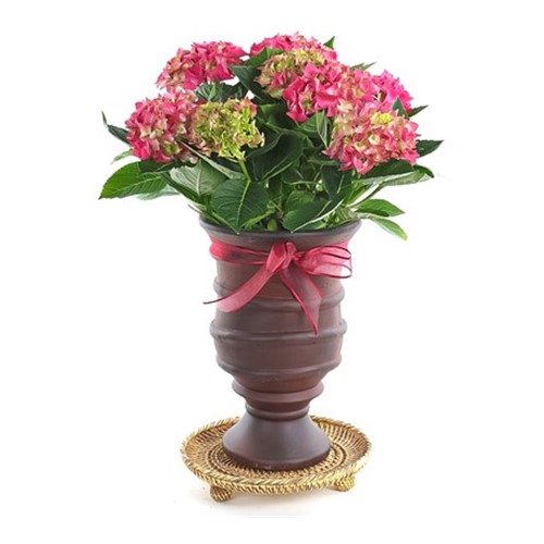 Red Hydrangea Ortanca