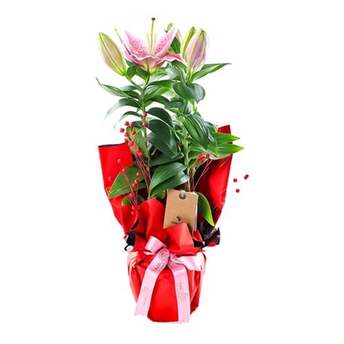 Red Passion Lilyum