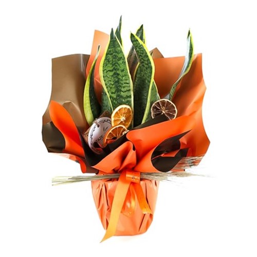 Regal Sansaveria Paşa Kılıcı